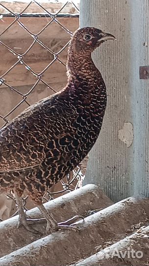 Фазаны,голуби