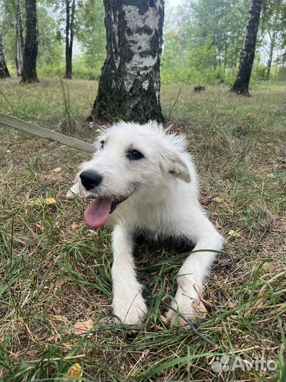 Собака Марта ищет дом