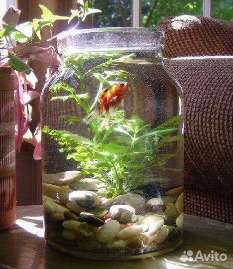 Аквариум на заказ. Подарок на 1 сентября