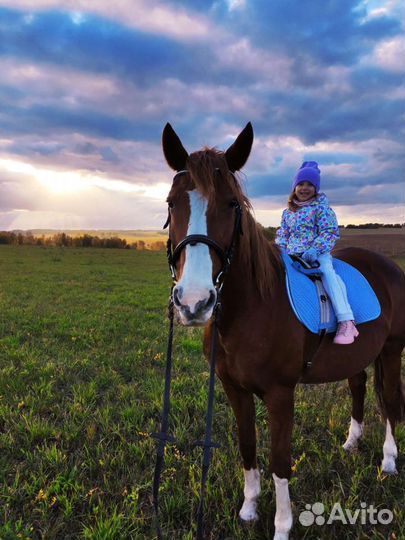 Верховая езда. Иппотерапия. Прогулки