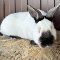 Калифорния Кролик