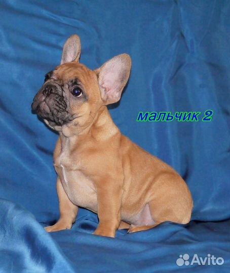 Щеночки бульдожки для вас