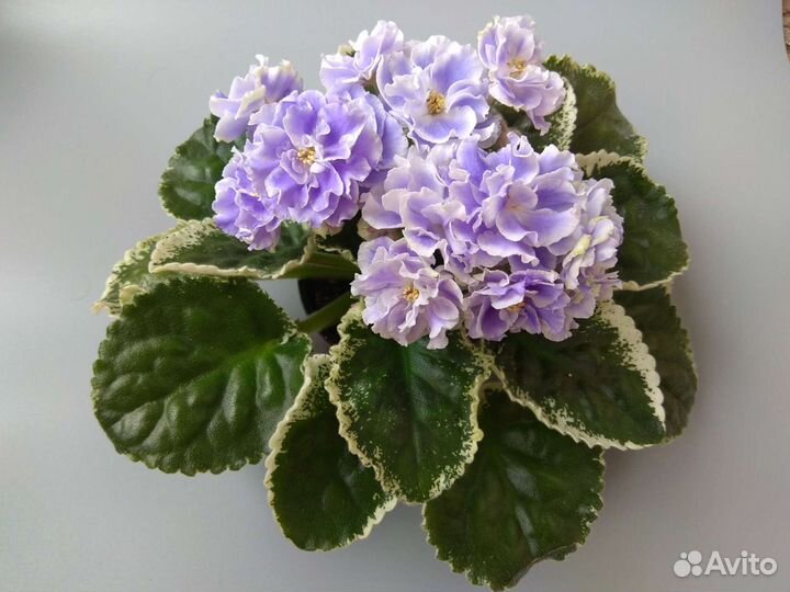 Цветущие фиалки