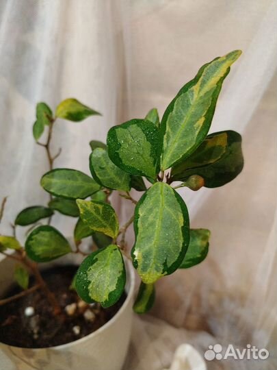 Фикус диверсифолия вариегатный