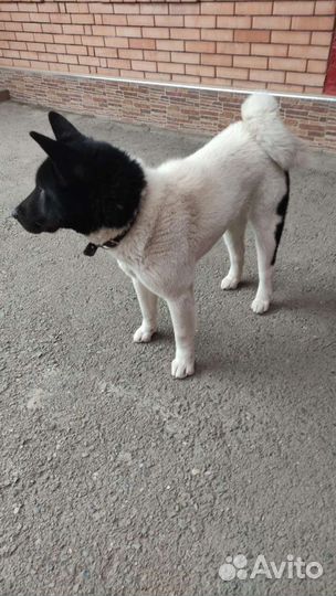 Американская акита