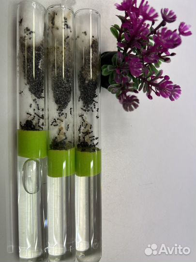 Муравьи Жнецы