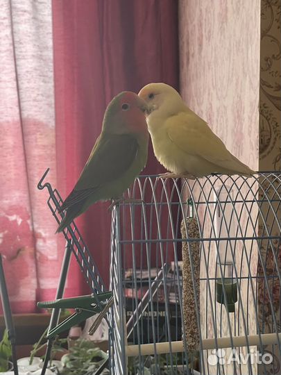 Попугай неразлучники