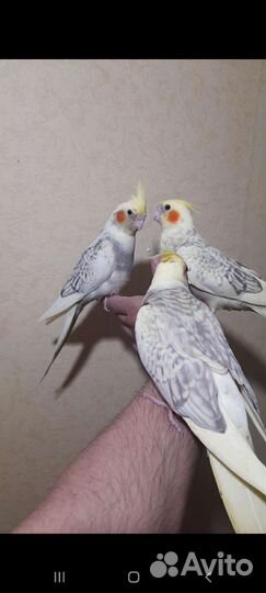 Попугаи Корелла Нимфа оптом