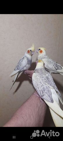 Попугаи Корелла Нимфа оптом