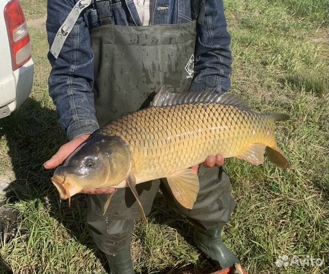 Рыбалка и отдых. Пруд Радищевский