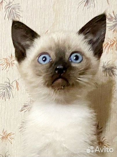 Котенок мальчик 2 месяца