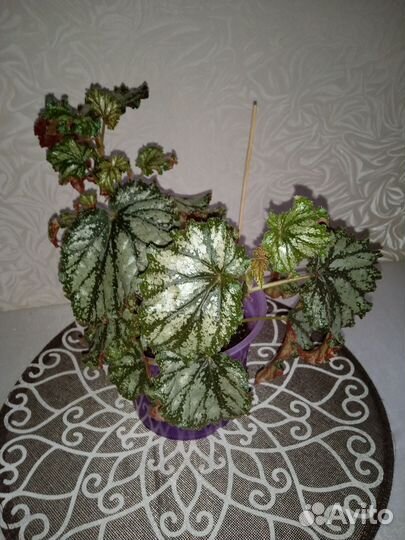 Комнатные цветы