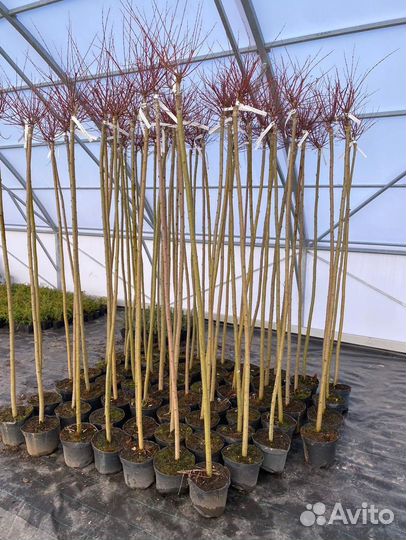Ива Хакура Нишики штамб 100-200 см