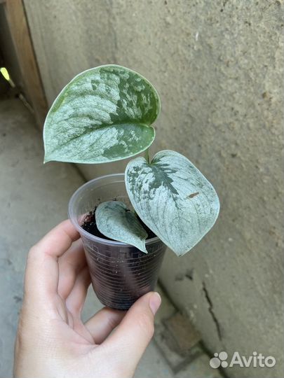 Сциндапсус сильвер энн