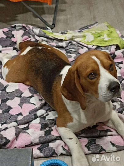 Вязка кобеля бигля