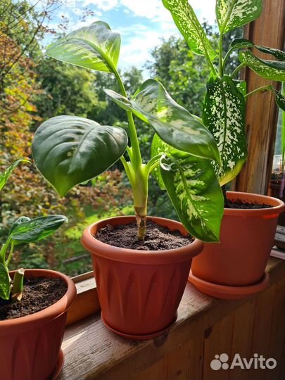 Диффенбахия