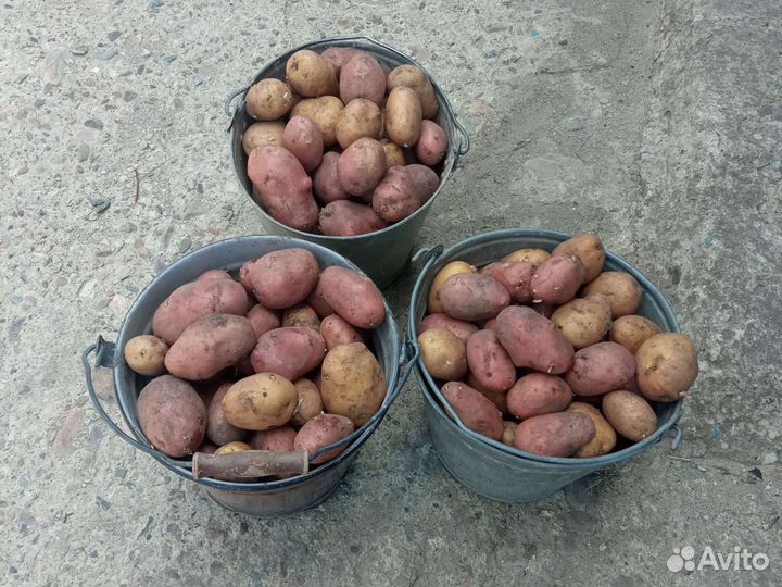 Картофель из погреба