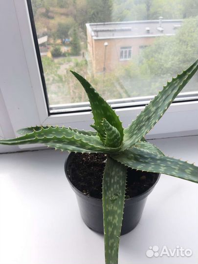 Цветок алоэ вера