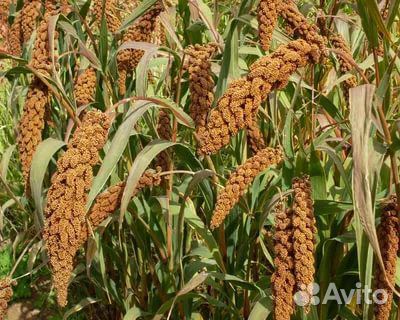 Семена могар и чумиза