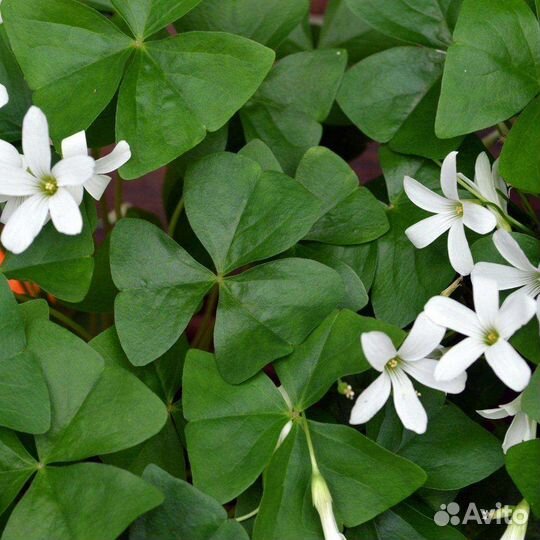 Комнатные цветы кислица