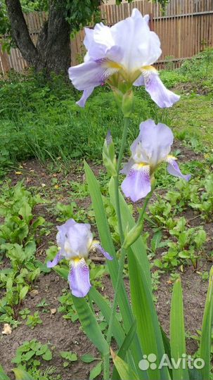 Ирисы бородатые