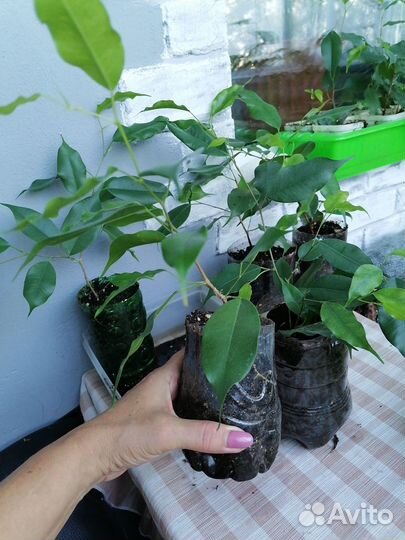 Фикус бенджамина