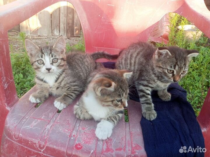 Котята в добрые руки бесплатно