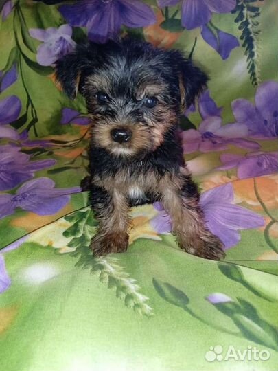 Йоркширский терьер