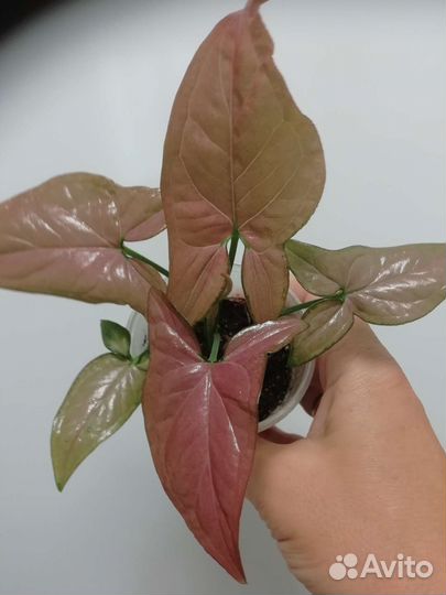 Комнатные цветы