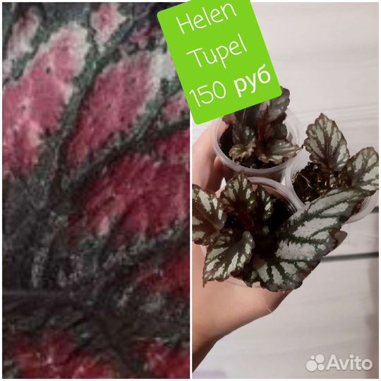 Бегония королевская