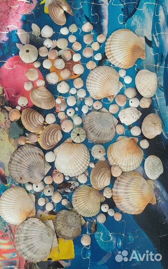 Морские ракушки