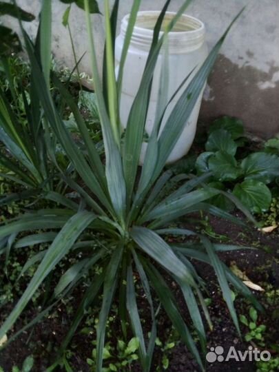 Юкка нитчатая