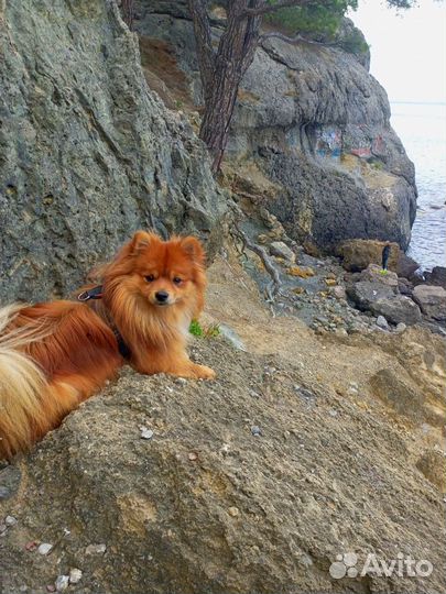 Немецкий малый шпиц вязка мальчик