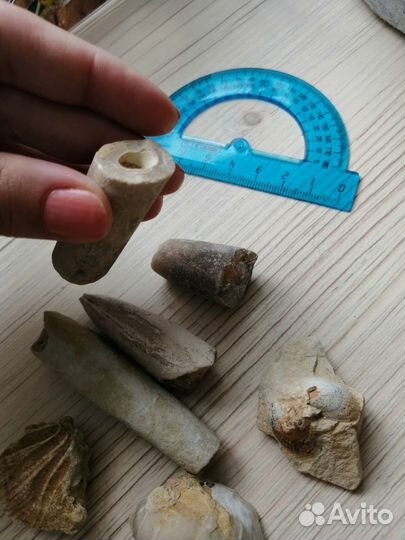 Белемнит чёртов палец ракушка панцирь