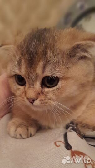 Шотландская золотая шиншилла