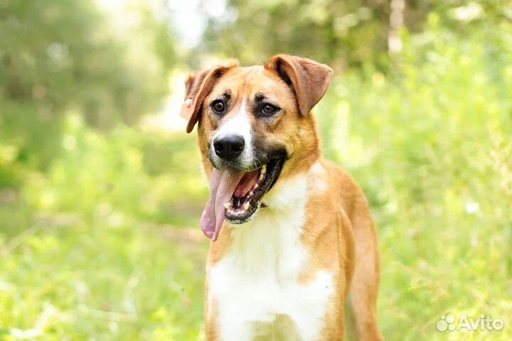 Джексон в поисках дома