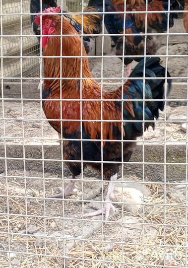 Молодые петухи