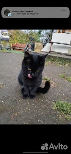 Котята