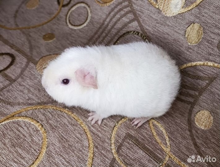 Морская свинка тедди