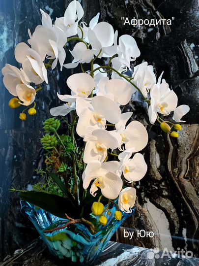 Орхидеи интерьерные