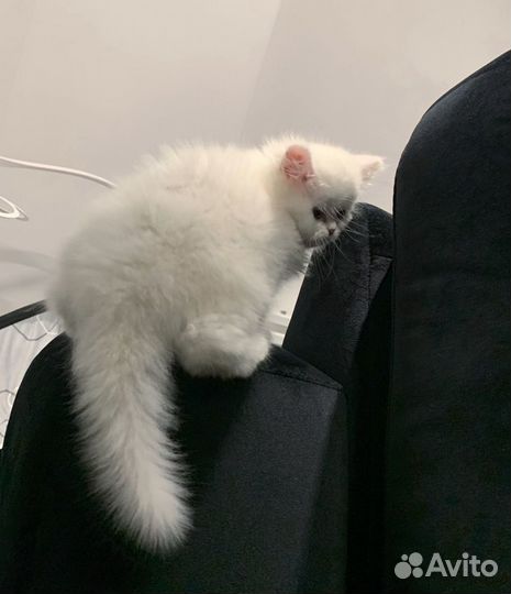 Редкой красоты котики