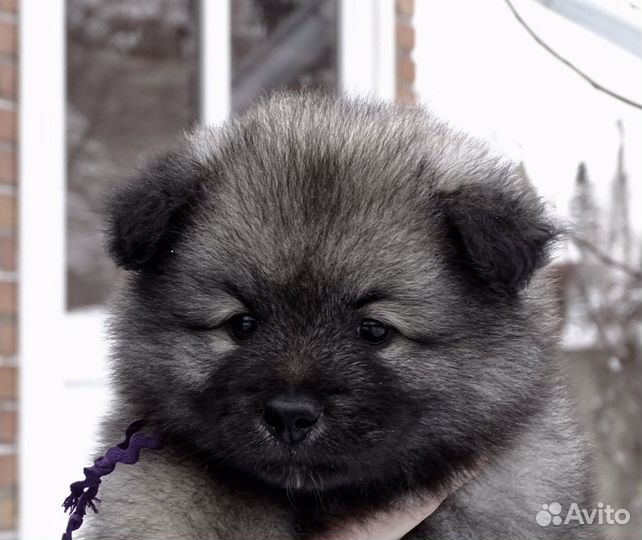 Восхитительные щенки кеесхонда