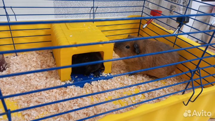 Морские свинки с клеткой