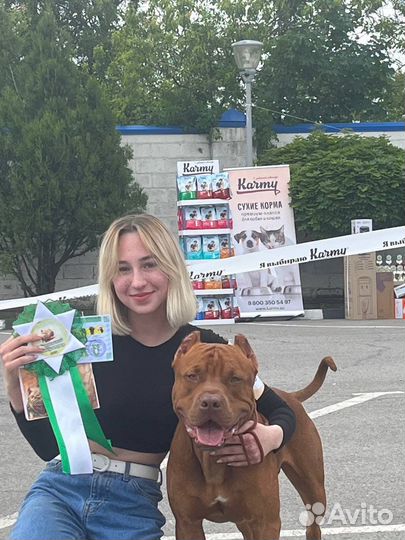 Передержка, Хендлер