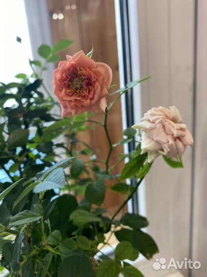 Роза комнатная