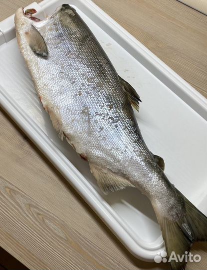 Свежая рыба нерка / доставка до дома