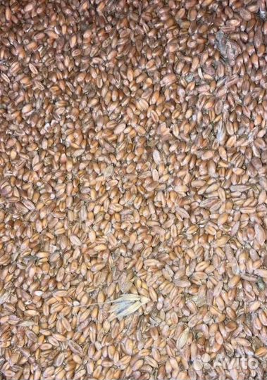 Подсолнечник