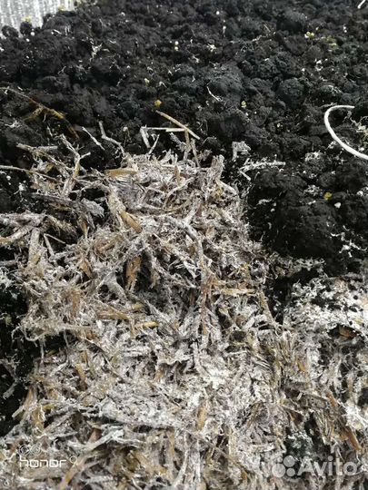 Компост от шампиньонов