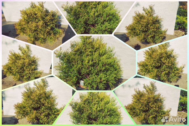 Крупномеры. Взрослые растения с закрытой корневой