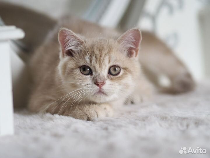 Британский Котёнок. Девочка драгоценного окраса